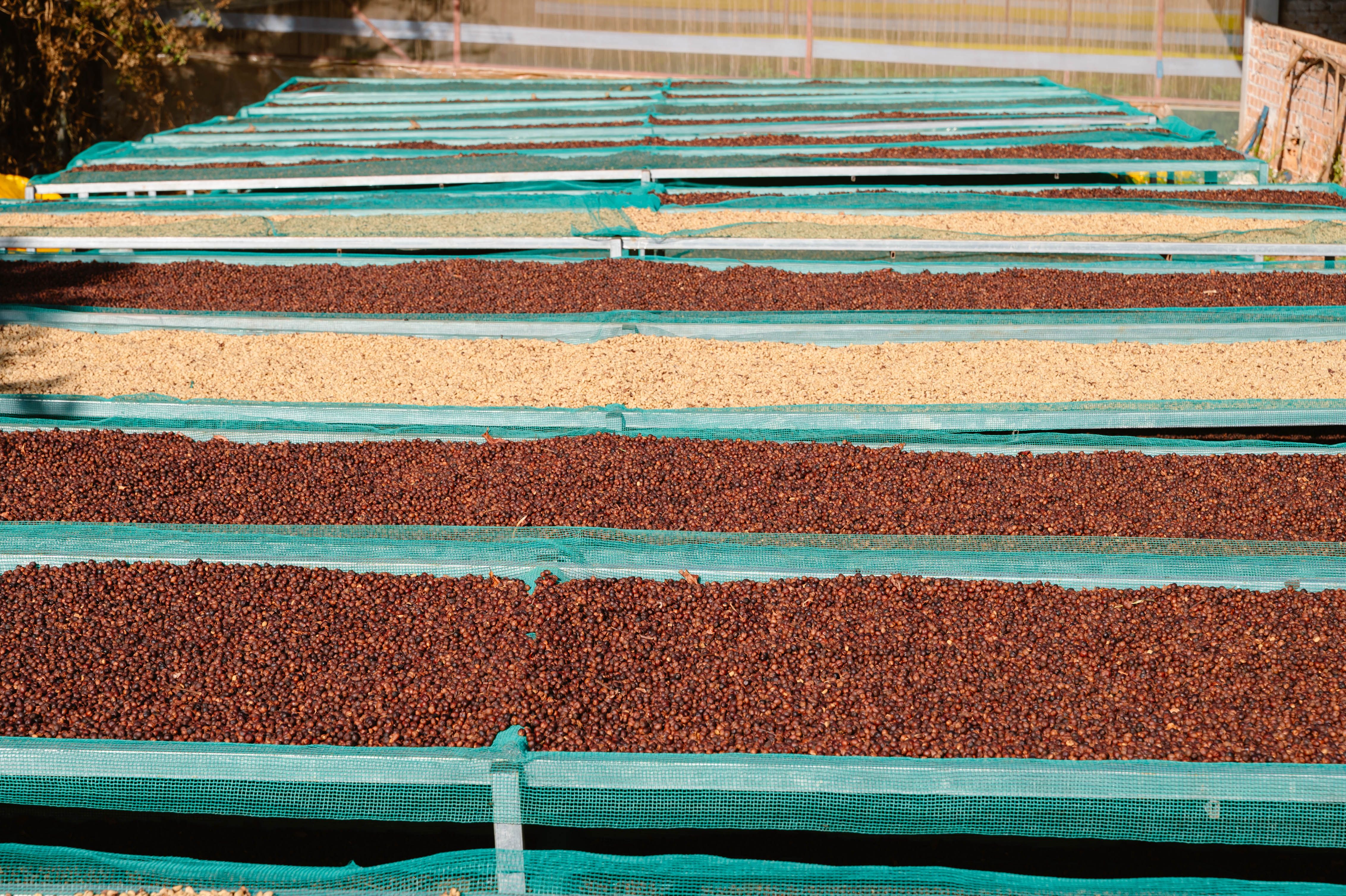 Coffee cherries and parchment drying on raised beds under the sun
